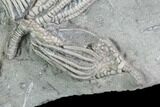 Stunning Crinoid Plate ( species) - Crawfordsville #94830-3